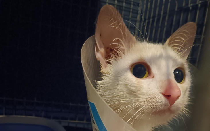 Zbiórka Dorzuć się Kitku - zdjęcie główne