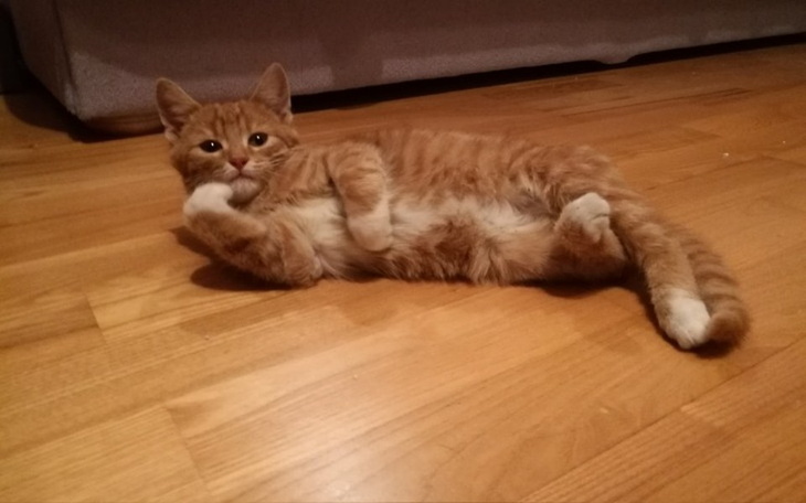 Zbiórka Uratuj łapkę Rysia - zdjęcie główne