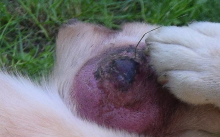 Zbiórka Pomoc dla zniszczonego Lakiego - zdjęcie główne