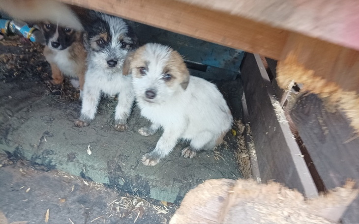 Zbiórka Na karmę i na ciepłe schronienie - zdjęcie główne