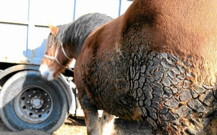 Zbiórka Konie Skaryszew - zdjęcie główne