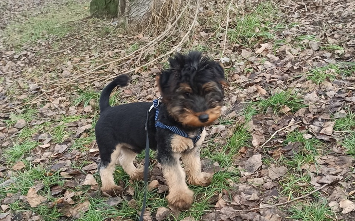 Zbiórka Leczenie parwowirozy - zdjęcie główne