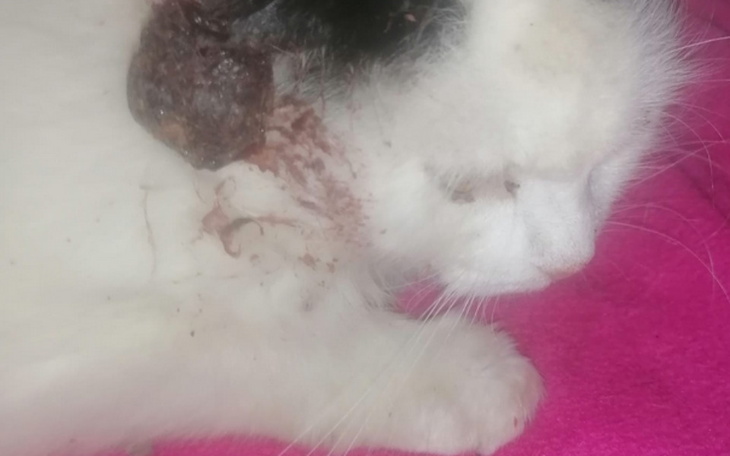 Zbiórka Rak zabija Pusię, uratujmy ją - zdjęcie główne