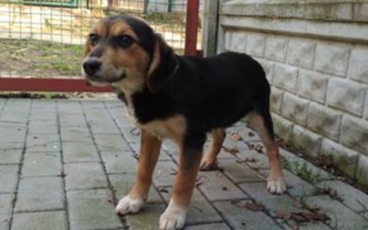 Zbiórka Pomoc dla najwierniejszych - zdjęcie główne