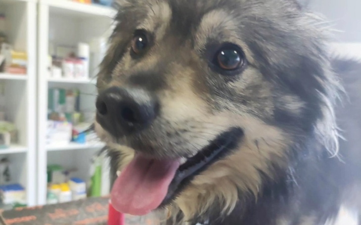 Zbiórka Nowe życie Milusia - zdjęcie główne