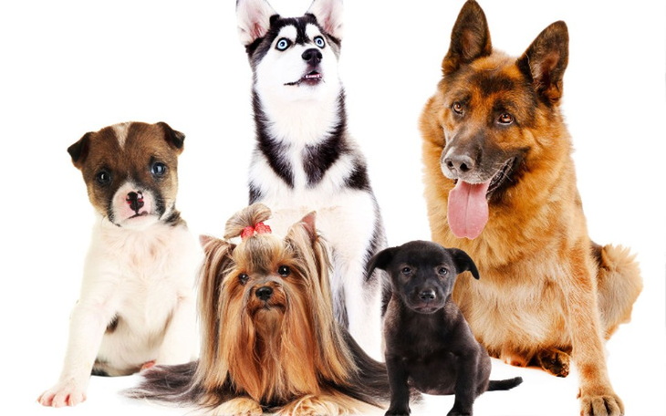 Zbiórka Pomoc psom z chroniska - zdjęcie główne