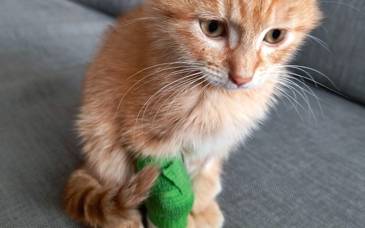 Rudy kot z opatrunkiem na nodze.