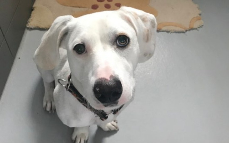 Zbiórka Zbiórka kiermaszowa - cegiełki - zdjęcie główne