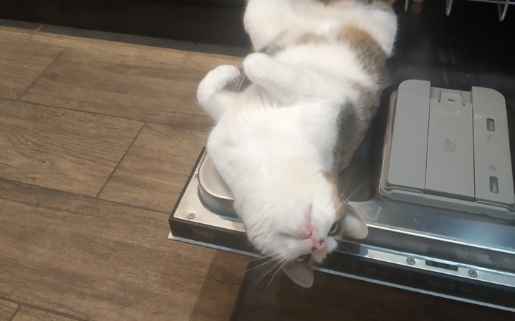 Zbiórka Koci maj - zdjęcie główne