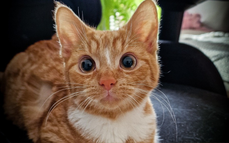 Mały rudy kotek z dużymi oczami siedzi na krześle.