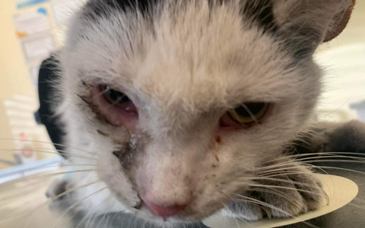 Zbiórka Leczenie starszego kocurka - zdjęcie główne