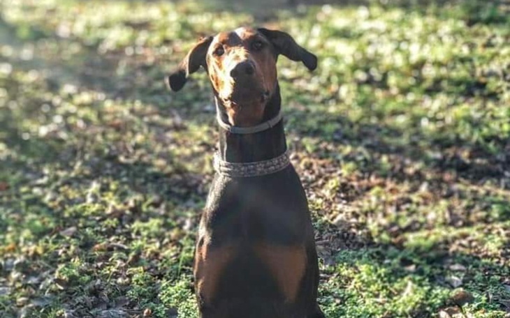 Zbiórka Na faktury za hotel Falco - zdjęcie główne
