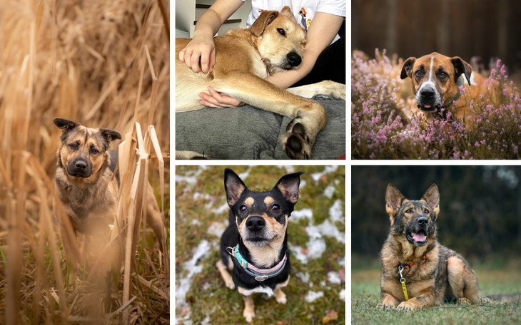 Kolaż zdjęć psów w różnych pozach i miejscach.