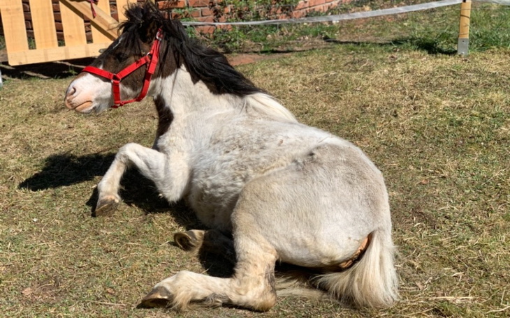 Zbiórka Ostatnia szansa Chmurki - zdjęcie główne