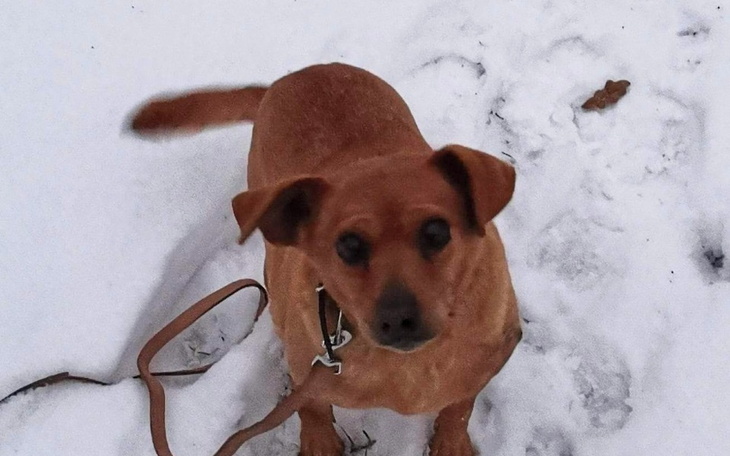 Zbiórka Staruszeńka Dora błaga o pomoc. - zdjęcie główne