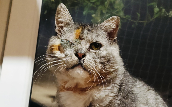 Zbiórka Litek poważnie zachorował Pomocy - zdjęcie główne