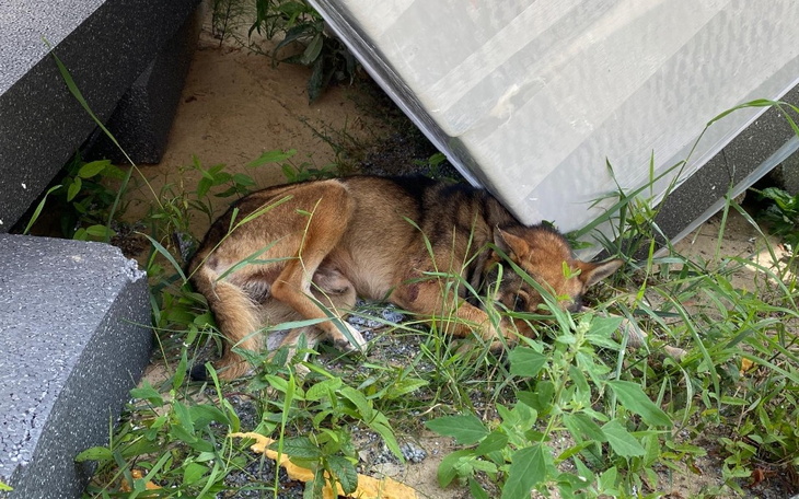 Zbiórka Pogryziony przez psy, pomóżmy. - zdjęcie główne