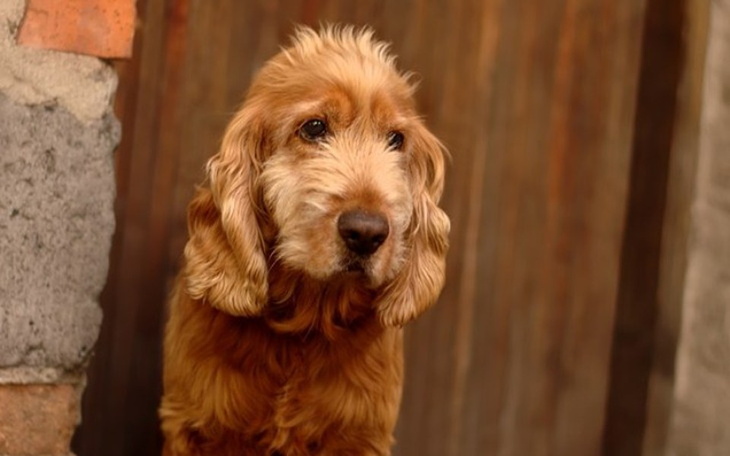 Zbiórka Szansa Dla Rudego - zdjęcie główne