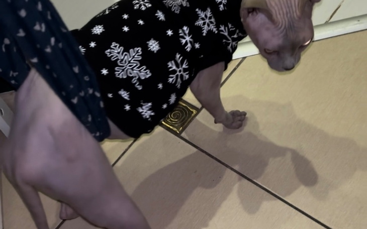 Zbiórka Na leczenie kotki Bezuni - zdjęcie główne