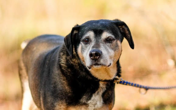 Starszy pies na spacerze, z wyrazem spokojnej twarzy.