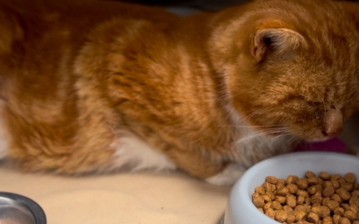 Rudy kot leżący obok miski z jedzeniem.