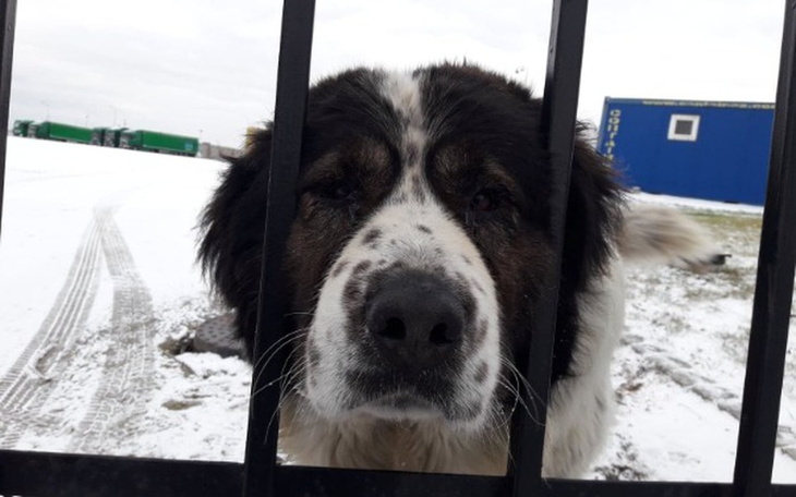 Pies patrzący przez ogrodzenie w zimowej scenerii.