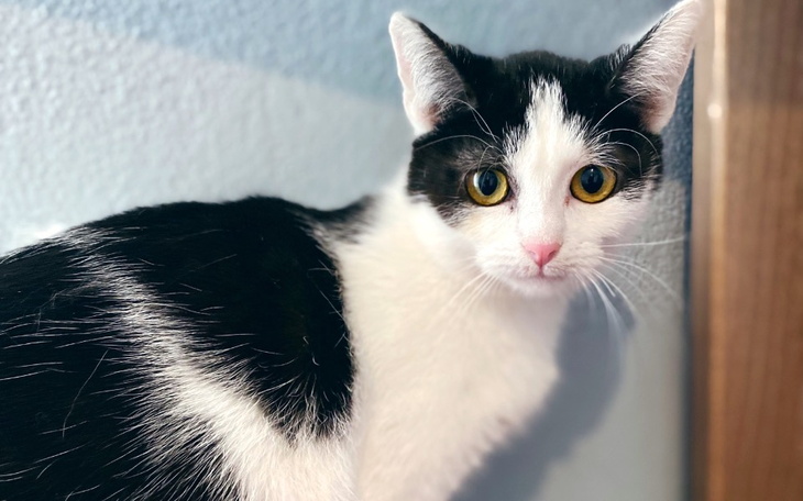 Zbiórka Bella-zabieg więzadła - zdjęcie główne