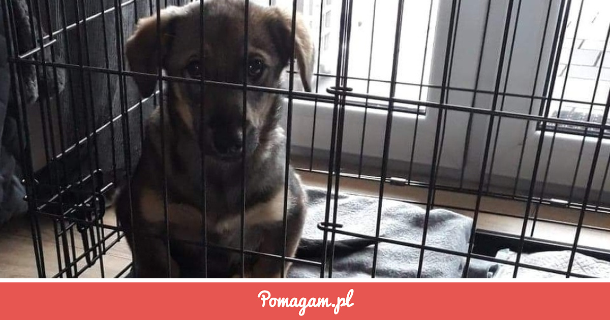 zrzutka-na-czy-pomo-emy-szczeniakowi-fundacja-akceptacja-pomagam-pl