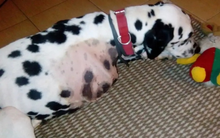 Zbiórka Bardzo chory Groszek - zdjęcie główne