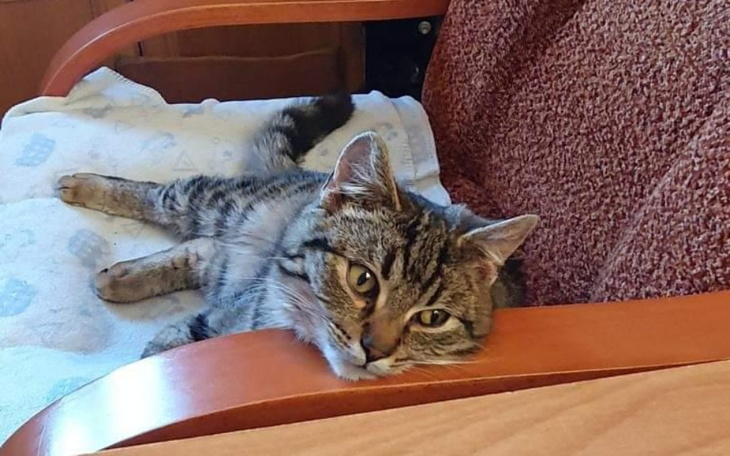 Zbiórka Zbieramy na kastracje kota Imbir - zdjęcie główne