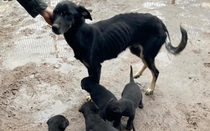 Zbiórka Na karme dla piesków żeby mieli - zdjęcie główne