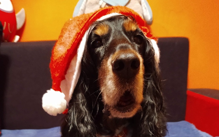 Pies w świątecznym kapeluszu, uśmiechający się na tle kolorowej ściany.