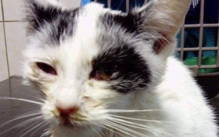 Biało-czarny kot z zamkniętymi oczami, na ciemnym tle.