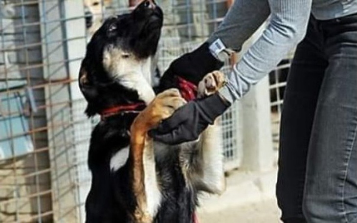 Zbiórka Dajmy im szanse na prawdziwy dom - zdjęcie główne