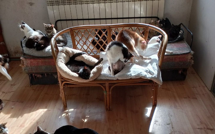 Koty odpoczywające na kanapie w przytulnym pomieszczeniu.