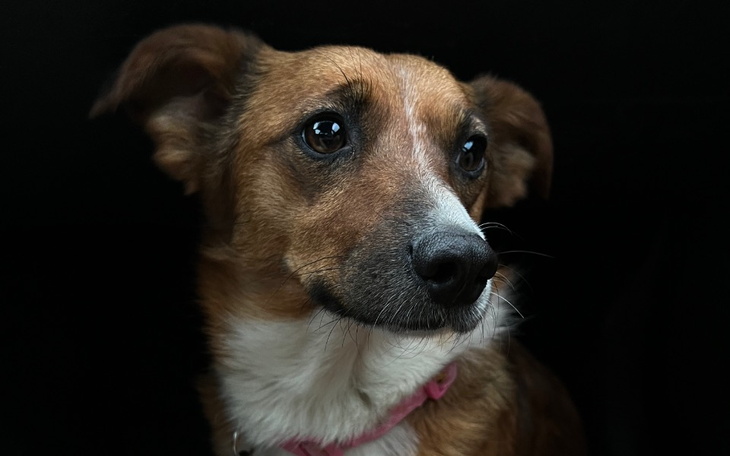 Zbiórka Oliwia choruje na Babeszjozę - zdjęcie główne