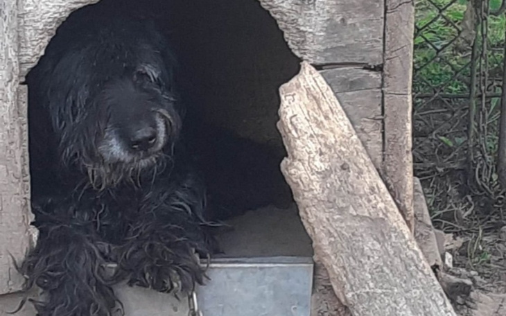 Zbiórka Ratujemy Misia po udarze - zdjęcie główne