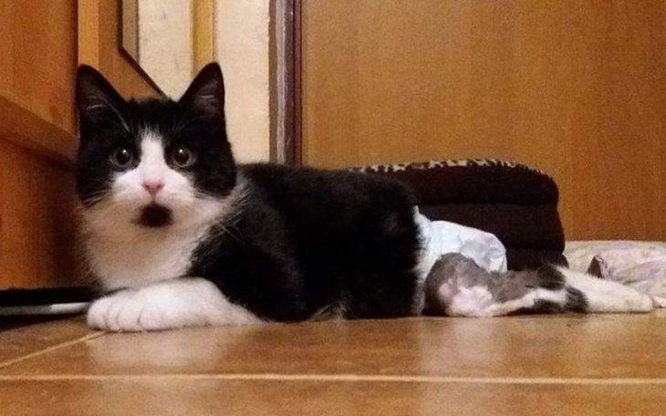 Zbiórka PILNA rehabilitacja, zakrzepica! - zdjęcie główne