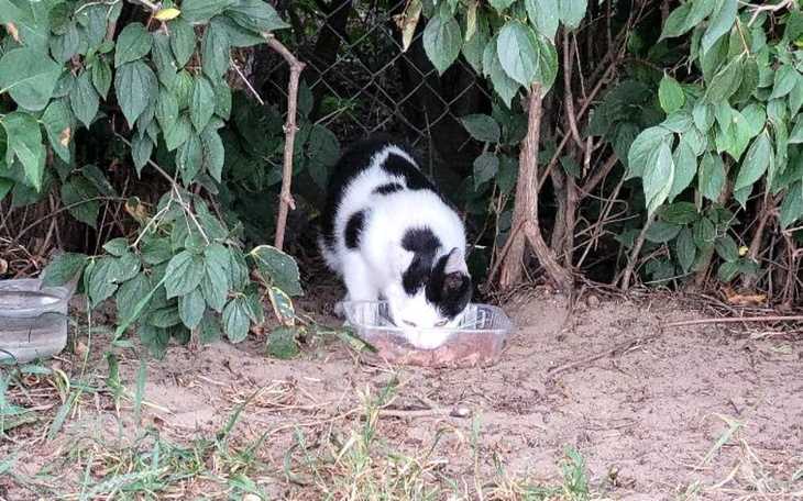 Zbiórka Kastracja Szach - zdjęcie główne