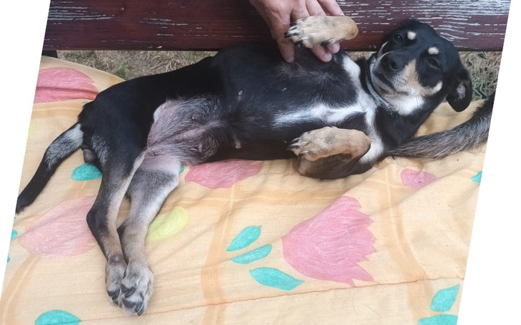 Zbiórka Pomóżmy Tofince znowu chodzić - zdjęcie główne