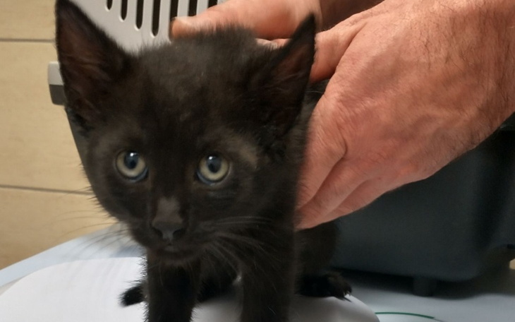 Zbiórka Niepotrzebne zwierzęta - zdjęcie główne