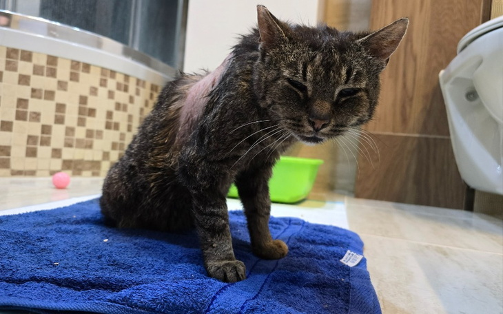 Zbiórka Na godną starość - Felek - zdjęcie główne