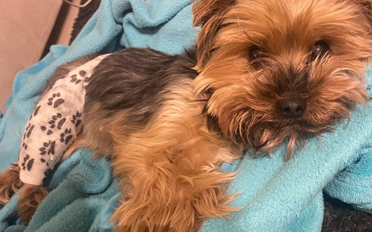 Zbiórka operacja dla Dasy - zdjęcie główne