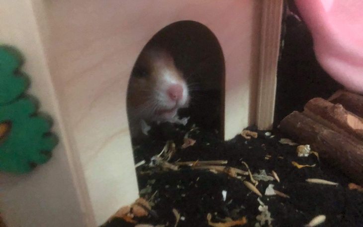 Zbiórka Chomiczka Luna - zdjęcie główne