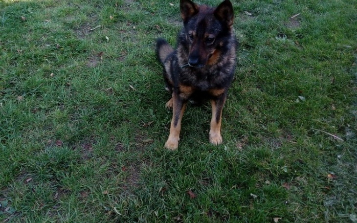 Zbiórka Przytulisko dla skrzywdzinych zw - zdjęcie główne