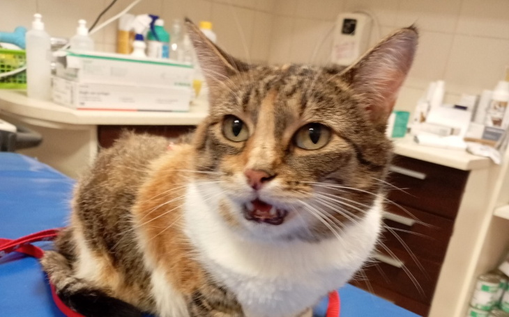 Kotka w lecznicy, wygląda na zaniepokojoną.