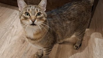 Zbiórka Święta dla ubogich Franciszków - miniaturka zdjęcia