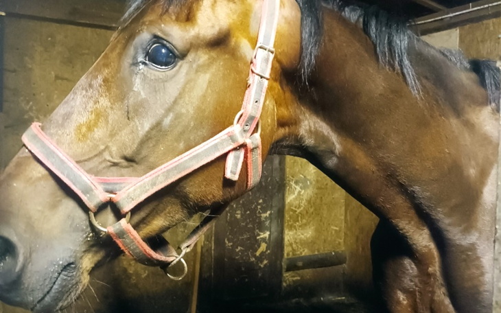 Zbiórka Na lepsze szczęśliwe życie - zdjęcie główne