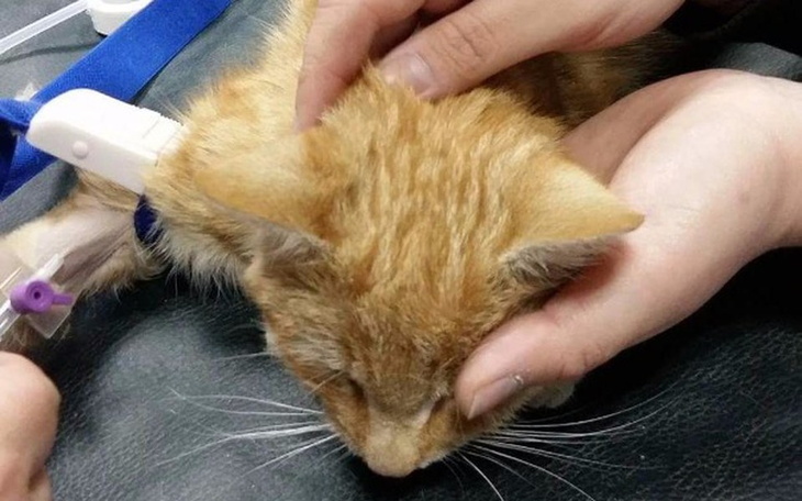 Zbiórka Wolontariuszka TOZ błaga o pomoc - zdjęcie główne