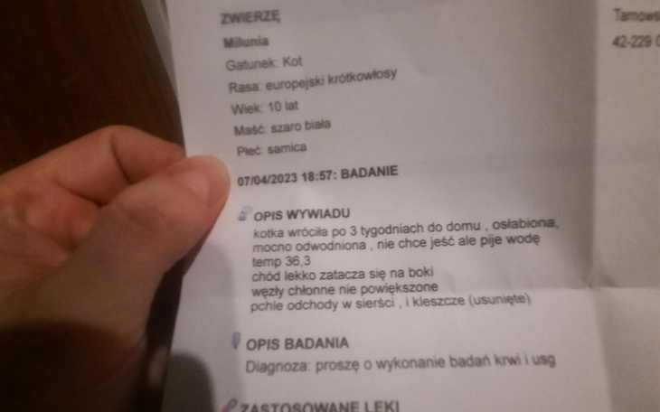 Zbiórka Badania krwi usg kota - zdjęcie główne
